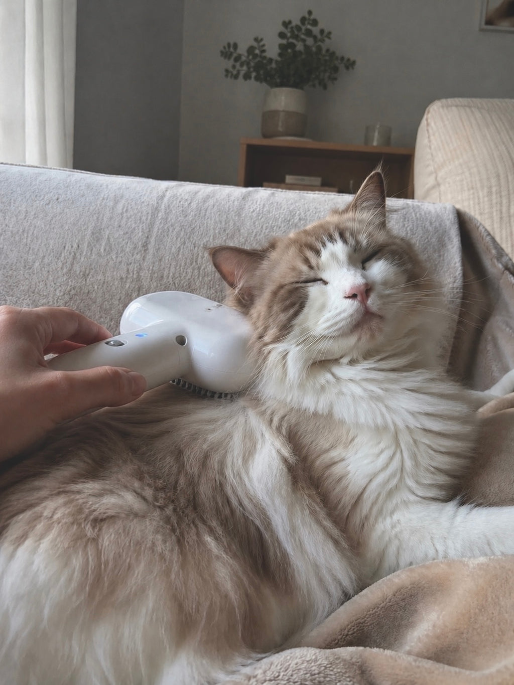 Utilisation de la brosse PilPoil sur un chien — élimine les poils avant qu'ils ne tombent