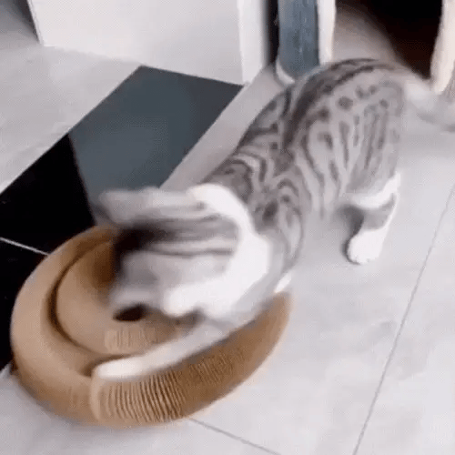 Griffoir- jouet interactifs pour chats