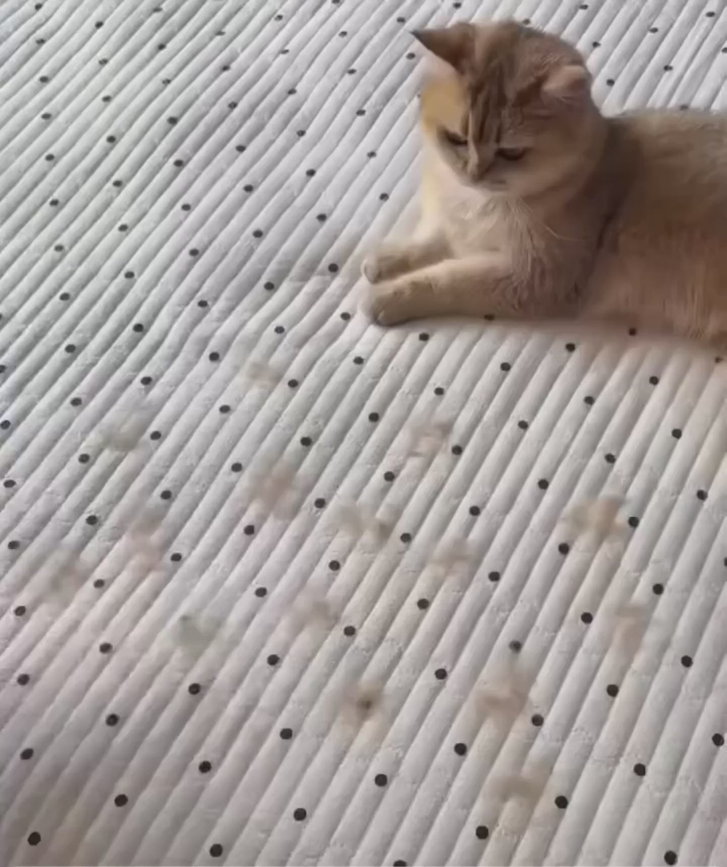 Vidéo